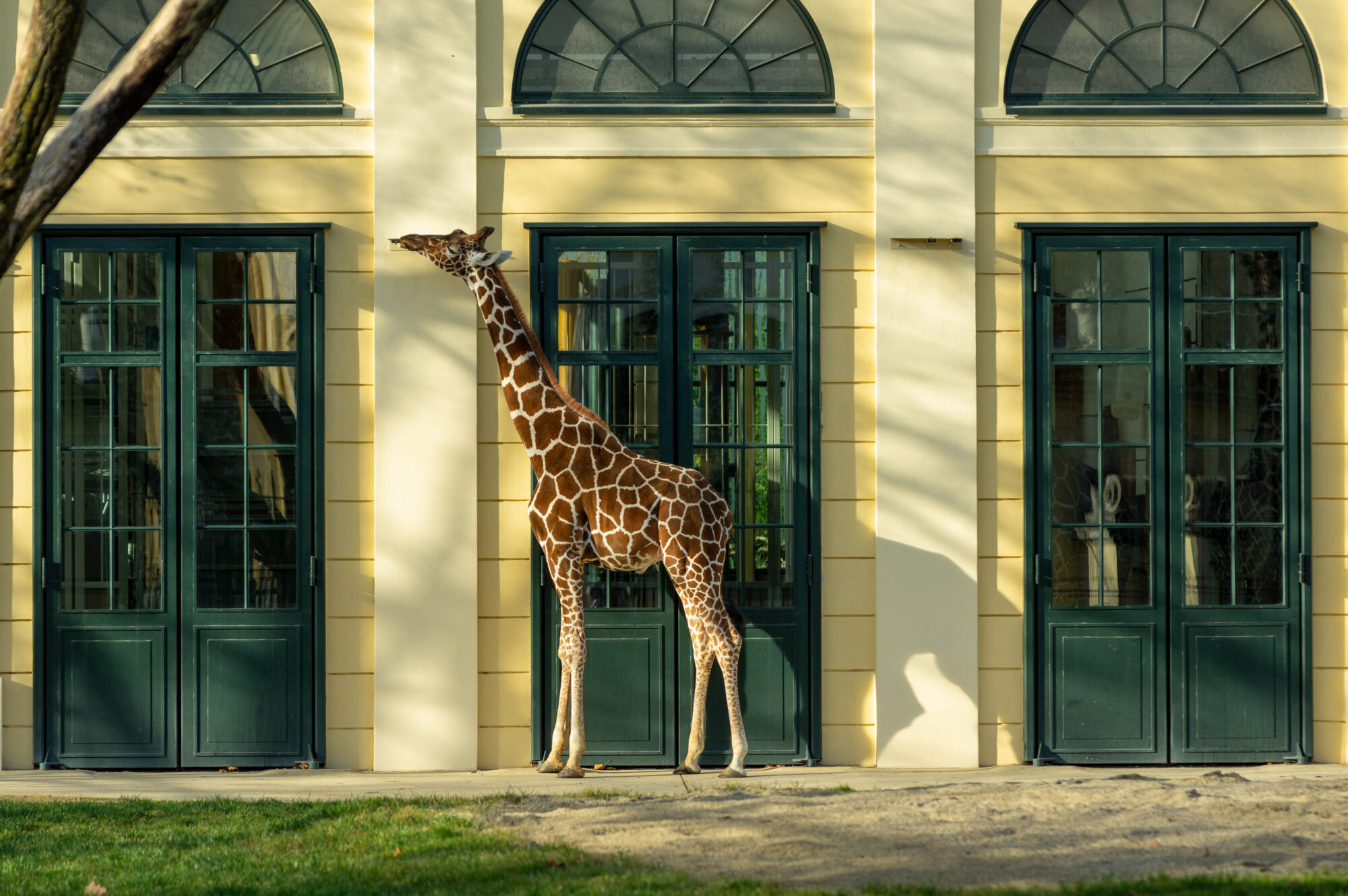 Giraffe (Giraffa camelopardalis)
